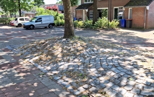 verhoogde plantvakken in de Mr. Simon Buijsstraat